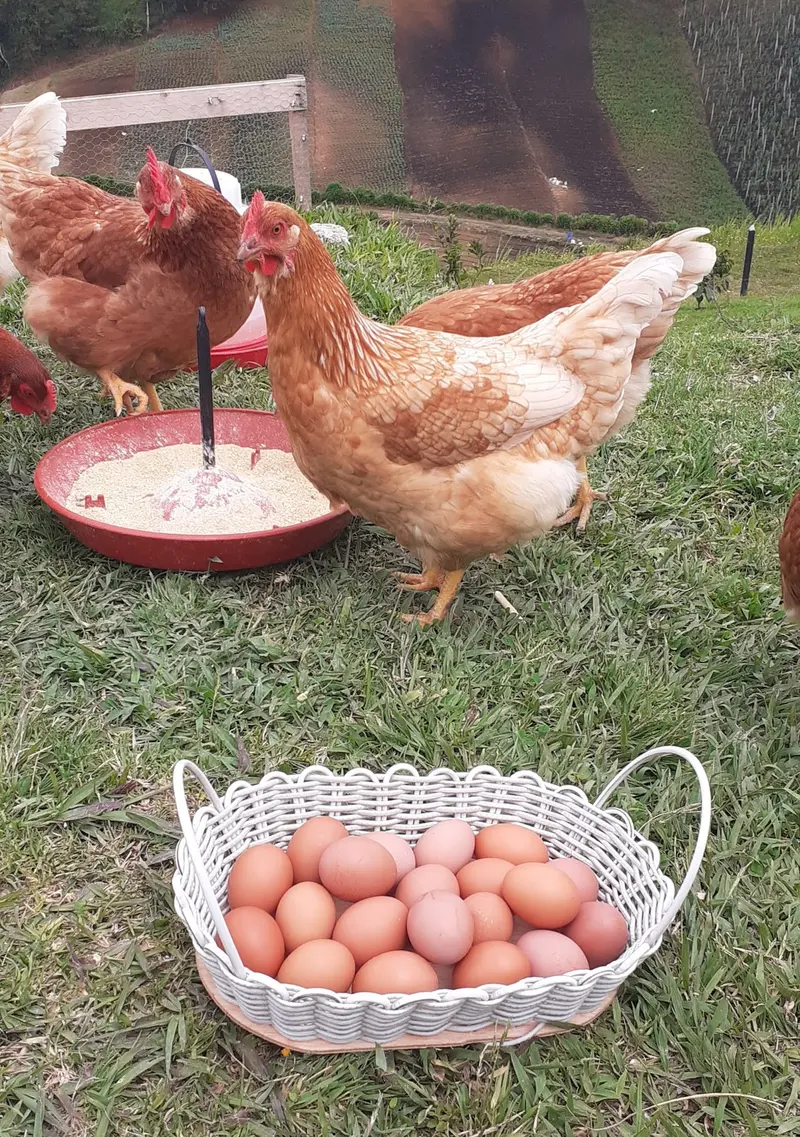 A basket of fresh brown eggs in the grass with hens feeding behind it on a Colombian finca