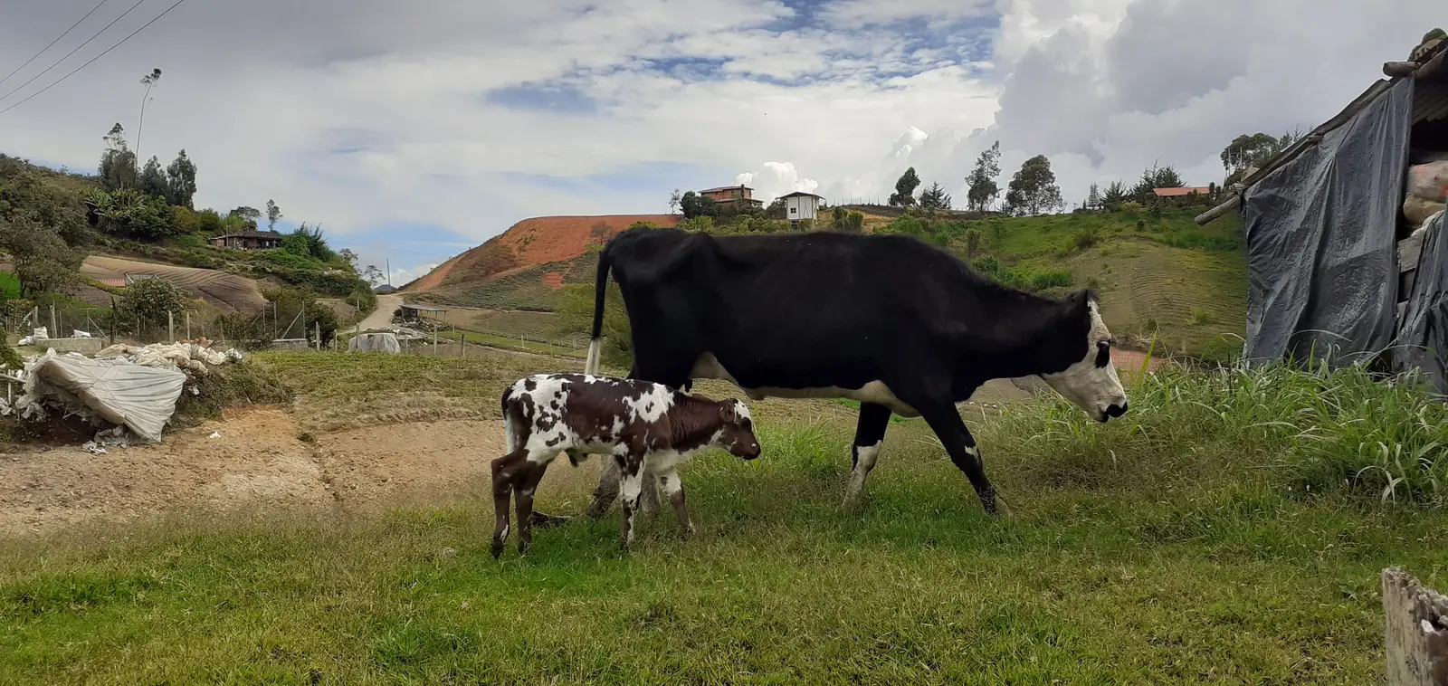 A black cow and her brown-and-white calf walking through a grassy farmyard on a Colombian hillside