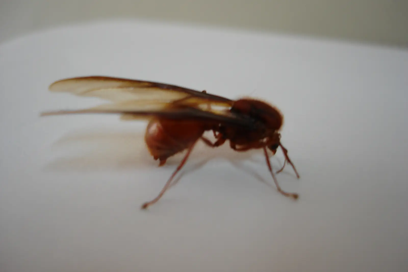A live winged queen ant, Atta laevigata, photographed from the side showing its long wings and heavy abdomen