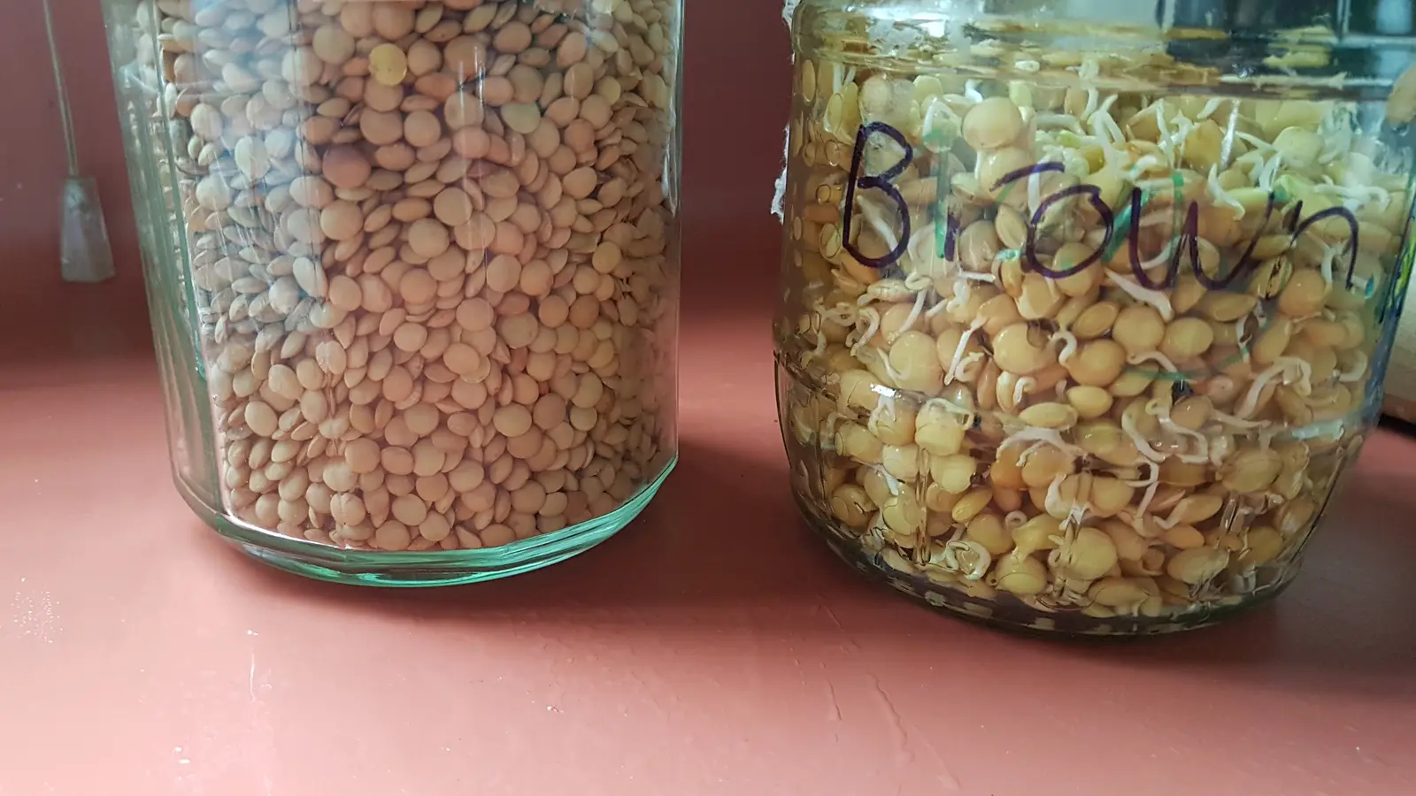 Two glass jars side by side, one holding dry brown lentils and the other holding the same lentils sprouted with white tails emerging