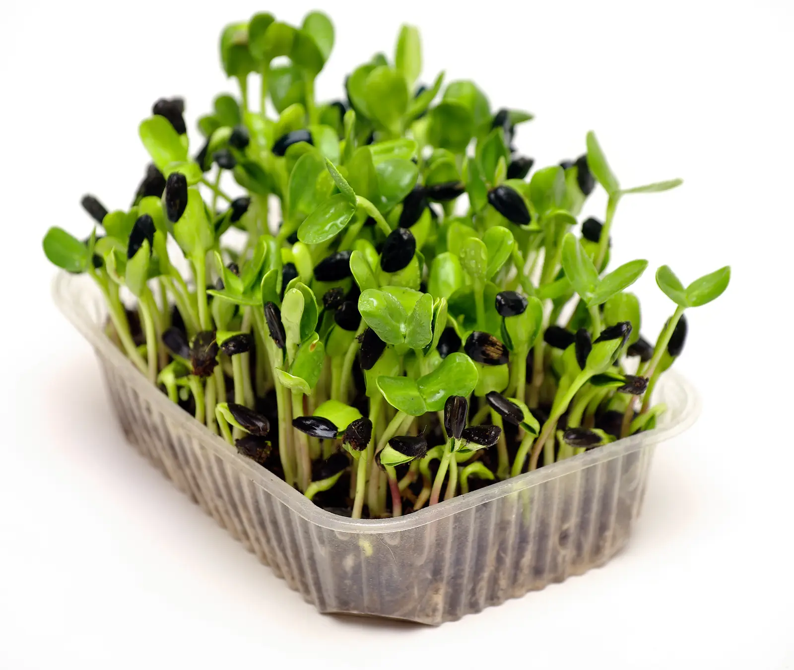 Sunflower microgreens in a plastic tray with the black hulls still clinging to several of the thick green shoots