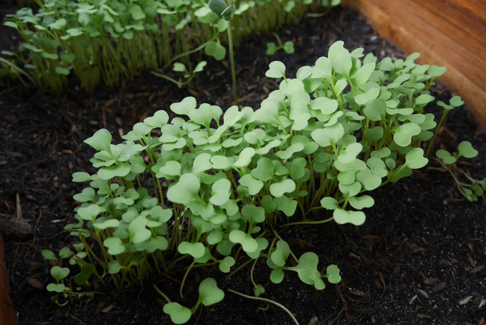 Brassica microgreens growing densely in dark soil at the cotyledon stage, two rounded seed leaves on each pale green stem