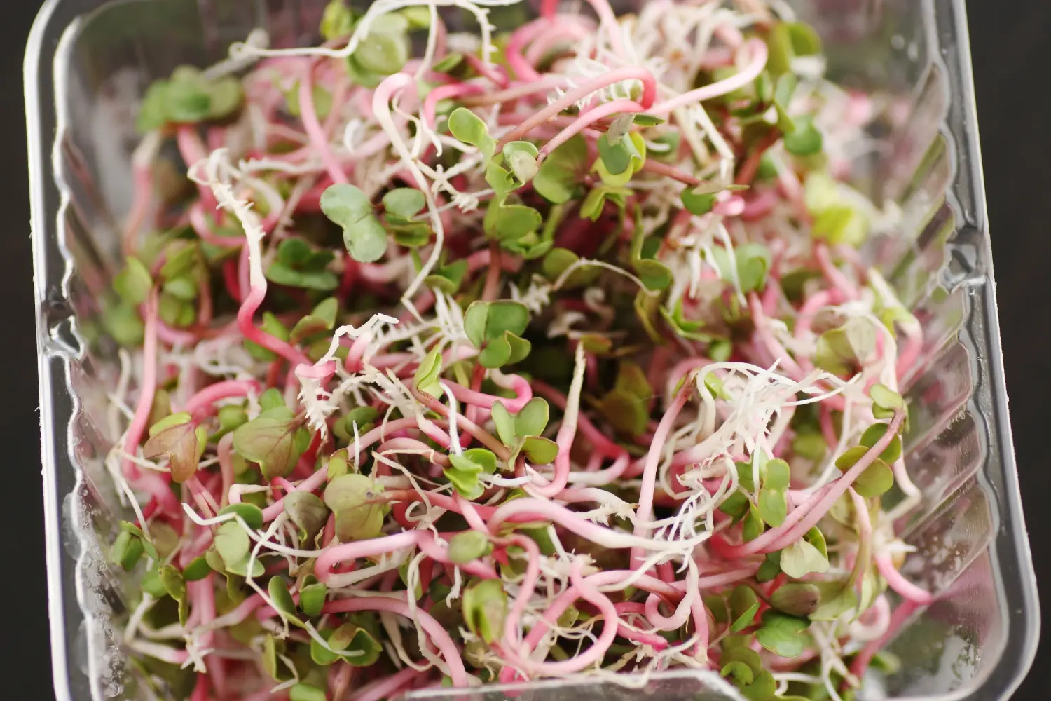 Pink-stemmed radish microgreens packed into a clear plastic clamshell, the form most people buy them in