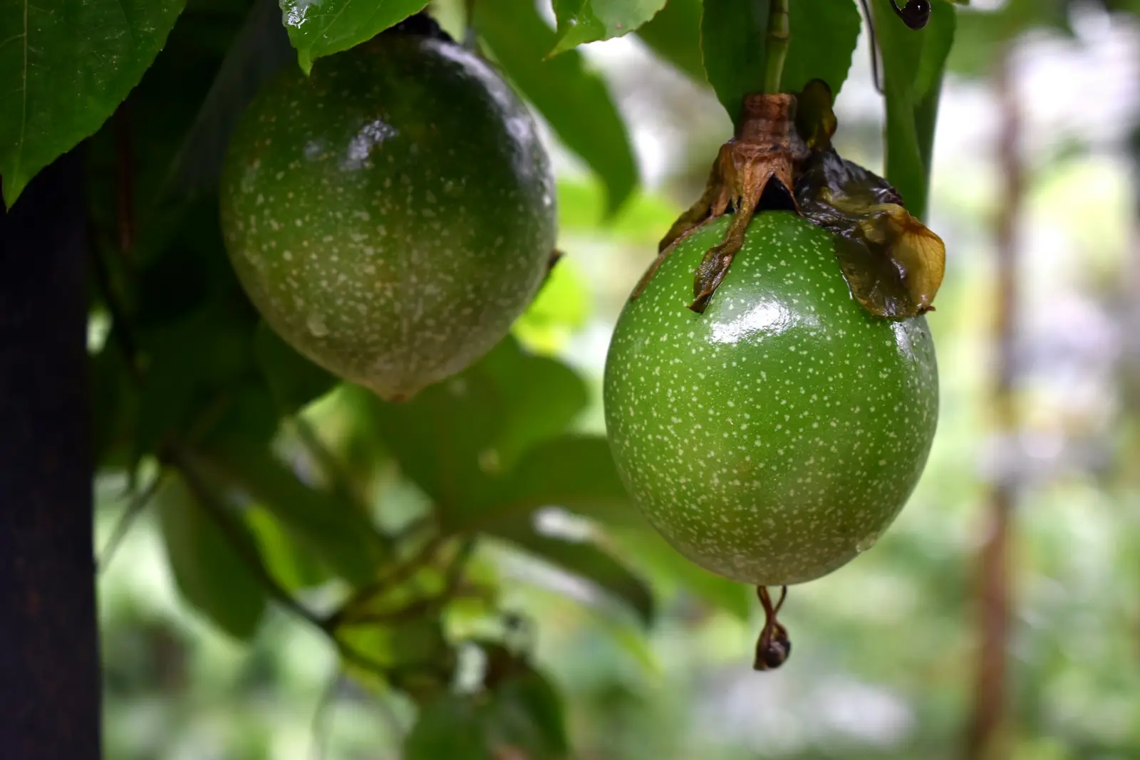 Green maracuyá passion fruit hanging on the vine before it ripens