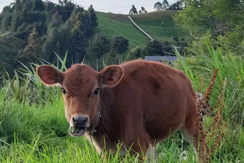A young calf in tall grass on a Colombian hillside farm